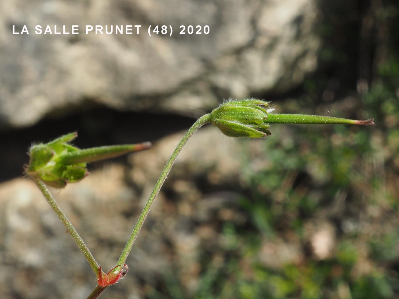 Cranesbill, Hedgerow fruit